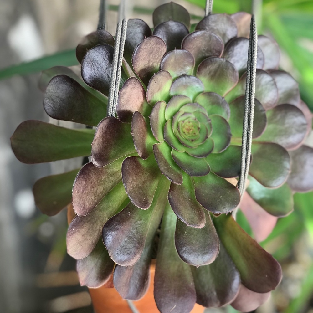 Meet your Posher, Ceci